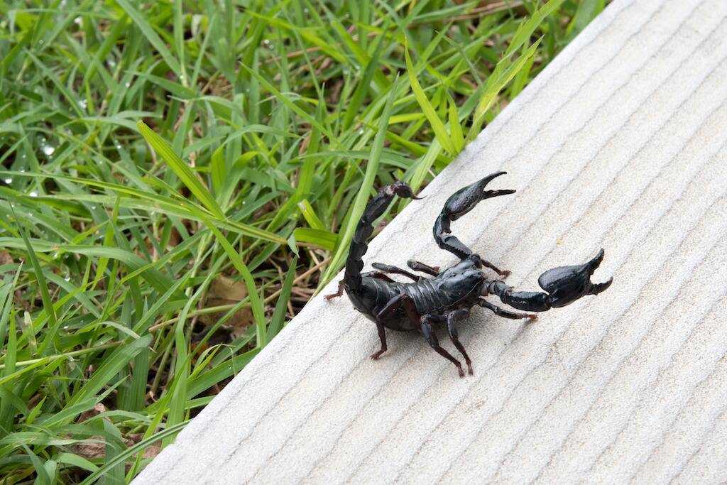 ALACRANES EN EL JARDIN